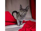 Adopt Greystroke a Gray or Blue Russian Blue (short coat) cat in Newmarket