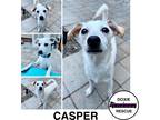 Adopt CASPER a White - with Tan, Yellow or Fawn Chiweenie / Mixed dog in