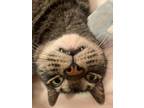 Adopt Tiger a Brown Tabby Domestic Shorthair / Mixed (short coat) cat in oakland