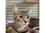 Adopt Hen a Brown Tabby Domestic Shorthair / Mixed (short coat) cat in