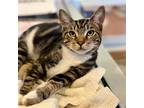 Adopt Kirk a Brown Tabby Domestic Shorthair / Mixed (short coat) cat in