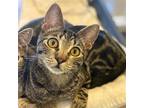 Adopt Clyde a Brown Tabby Domestic Shorthair / Mixed (short coat) cat in