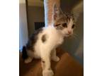 Adopt Remi a Domestic Shorthair / Mixed (short coat) cat in Brainardsville