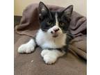 Adopt Freckles a Domestic Shorthair / Mixed (short coat) cat in Brainardsville