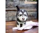 Adopt The yoga litter a Black - with White Alaskan Malamute / Mixed dog in