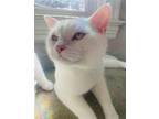 Adopt Alaska a White Domestic Shorthair / Mixed (short coat) cat in Cuyahoga