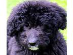 Adopt RUGBY (SWEET, HAPPY PUP!) a Black - with White Goldendoodle / Mixed dog in