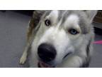 Adopt Odin a Siberian Husky / Mixed dog in Lincoln, NE (39192267)