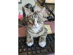 Adopt Chewbacca (Chewie) a Brown Tabby Domestic Shorthair (short coat) cat in