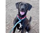 Adopt Dana a Black Retriever (Unknown Type) / Labrador Retriever / Mixed dog in