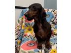 Adopt Jojo a Dachshund / Mixed dog in Weston, FL (39131375)