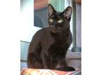 Adopt Kitten Hera a All Black Domestic Shorthair / Mixed (short coat) cat in