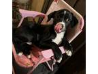 Adopt Princess a Black Pug / Mixed dog in Tucson, AZ (39192194)