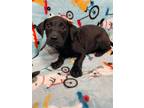 Adopt Lady (NY-Lia) a Labrador Retriever / Mixed dog in Sherburne, NY (39156336)