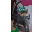 Adopt Gypsie a Gray or Blue (Mostly) Domestic Shorthair / Mixed (short coat) cat