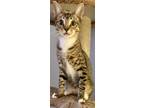 Adopt Cheeta a Brown or Chocolate Domestic Shorthair / Mixed (short coat) cat in