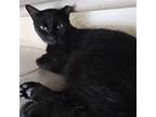 Adopt Chelly a All Black Domestic Shorthair / Mixed (short coat) cat in Oviedo