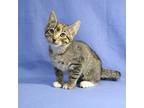 Adopt America a Brown Tabby Domestic Shorthair (short coat) cat in Overland