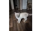 Adopt Trouble a Tan or Fawn Domestic Shorthair / Mixed (short coat) cat in