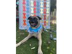 Adopt Percy a Mixed Breed (Small) / Pug / Mixed dog in Mipiltas, CA (39192210)