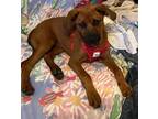 Adopt Ceffallo a Red/Golden/Orange/Chestnut - with Black Black Mouth Cur / Mixed