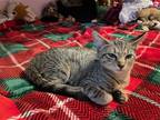 Adopt Jinx (baby) a Gray, Blue or Silver Tabby Domestic Shorthair / Mixed (short