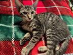 Adopt Jade a Gray, Blue or Silver Tabby Domestic Shorthair / Mixed (short coat)