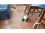 Adopt Samuel a Brown Tabby Domestic Shorthair / Mixed (short coat) cat in