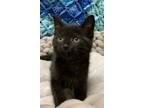 Adopt Plum a Domestic Shorthair / Mixed cat in Bracebridge, ON (39192172)