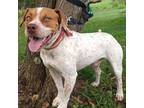 Adopt Tatum a Red/Golden/Orange/Chestnut - with White Boxer / Mixed dog in