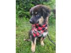 Adopt Grizzly a Black - with Tan, Yellow or Fawn Husky / Alaskan Malamute /