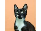 Adopt Mikey a Black & White or Tuxedo Domestic Shorthair / Mixed (short coat)