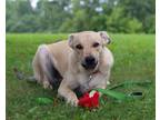 Adopt Pretzel a Tan/Yellow/Fawn Labrador Retriever / Greyhound / Mixed dog in