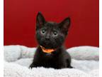 Adopt Washington a All Black Domestic Shorthair / Mixed (short coat) cat in