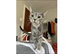 Adopt Grayson great with other cats a Gray, Blue or Silver Tabby Domestic