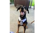 Adopt Zeus ???? a Black - with Tan, Yellow or Fawn Catahoula Leopard Dog / Black