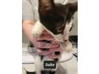 Adopt Sake a Domestic Shorthair / Mixed (short coat) cat in St.