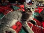 Adopt Shag a Gray, Blue or Silver Tabby Domestic Shorthair / Mixed (short coat)