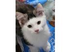 Adopt Cole and Mikey a Gray, Blue or Silver Tabby Domestic Mediumhair (medium