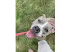 Adopt Meatball a Brindle - with White American Pit Bull Terrier / Mixed dog in