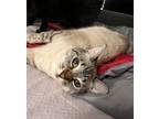 Adopt Meridia 4869 a Cream or Ivory Siamese cat in Dallas, TX (39181958)