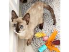 Adopt Stardust 2153 a Siamese cat in Dallas, TX (39106493)