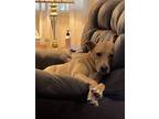 Adopt Dixie a Tan/Yellow/Fawn Labrador Retriever / Mixed dog in Muskogee