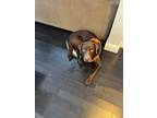 Adopt MILO a Brown/Chocolate Labrador Retriever / Mixed dog in Toronto