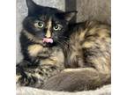 Adopt Cleo a Calico or Dilute Calico Norwegian Forest Cat / Mixed cat in