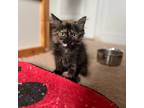 Adopt Twinkle Toes a Tortoiseshell Persian (long coat) cat in Newmarket