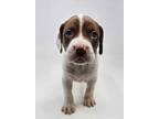 Adopt Akins (Teal Litter) a Boxer / Pit Bull Terrier dog in Armonk