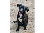 Adopt Keaton a Black Labrador Retriever / Blue Heeler dog in Armonk
