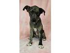 Adopt Delaney a Black Catahoula Leopard Dog dog in Armonk, NY (39183853)