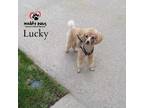 Adopt Lucky (Courtesy Post) a Toy Poodle / Mixed dog in Council Bluffs